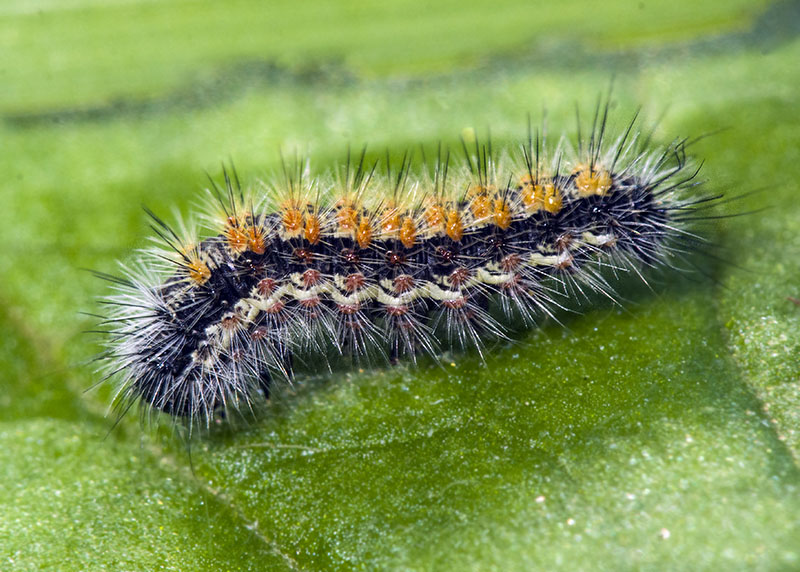 ID bruco: Cymbalophora rivularis - Erebidae